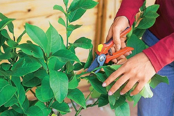 Tỉa thưa cành để cây tập trung dưỡng chất vào cành chính Tỉa thưa cành để cây tập trung dưỡng chất vào cành chính