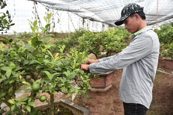 Kiểm tra tình trạng của cây để có phương án chăm sóc phù hợp Kiểm tra tình trạng của cây để có phương án chăm sóc phù hợp