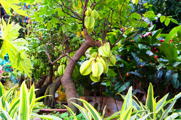 Nên cắt cành đúng thời điểm để cây phát triển tốt nhất Nên cắt cành đúng thời điểm để cây phát triển tốt nhất