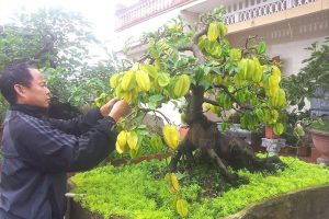 Cắt tỉa đúng cách giúp cây kích thích ra hoa, quả