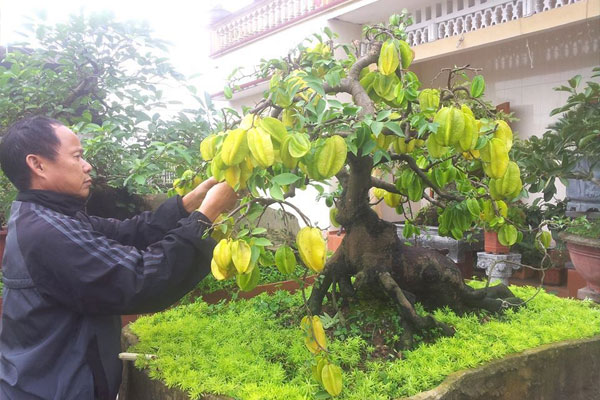 Cắt tỉa đúng cách giúp cây kích thích ra hoa, quả Cắt tỉa đúng cách giúp cây kích thích ra hoa, quả