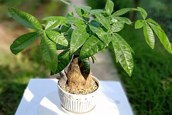 Việc cắt tỉa giúp cây phát triển tốt nhất Việc cắt tỉa giúp cây phát triển tốt nhất