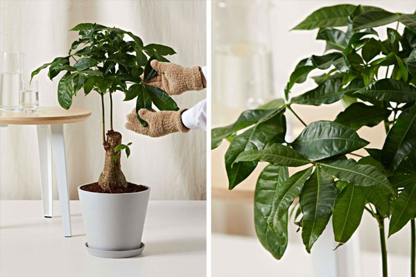 Cắt tỉa cành thường xuyên giúp cây thông thoáng Cắt tỉa cành thường xuyên giúp cây thông thoáng