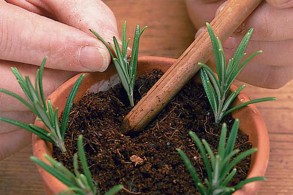 Đất trông tơi xốp và nhiều dưỡng chất cho thời gian đầu của cây