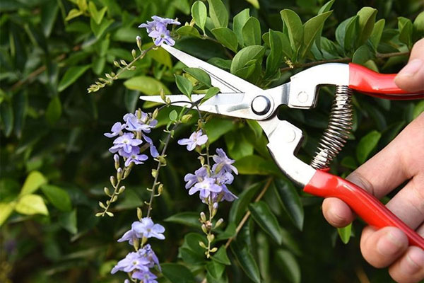 Kéo tỉa cành tỉa hoa được nhiều người lựa chon