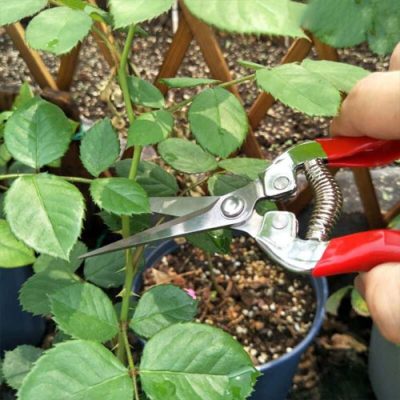 Kéo tỉa cành tỉa hoa cắt trái HM056